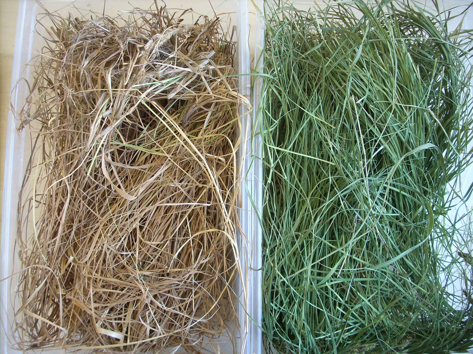 LizAnna's Studio Make Your Own Paper from Plants