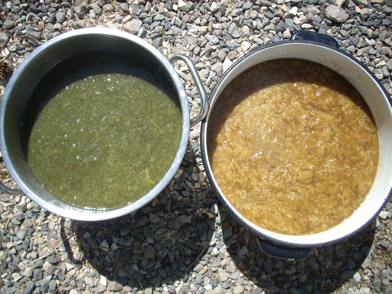 LizAnna's Studio Make Your Own Paper from Plants