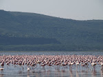 Lake Nakuru National Park