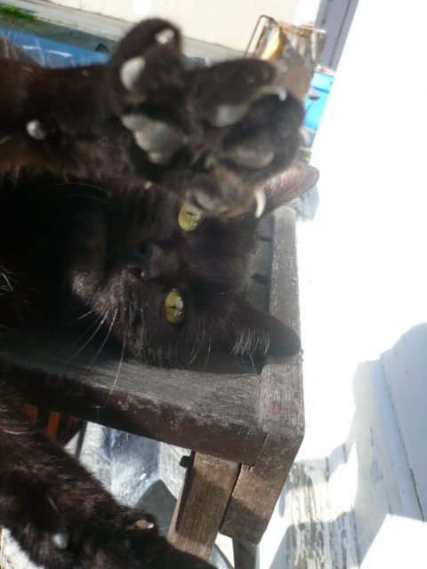 [kitty+claw.JPG]