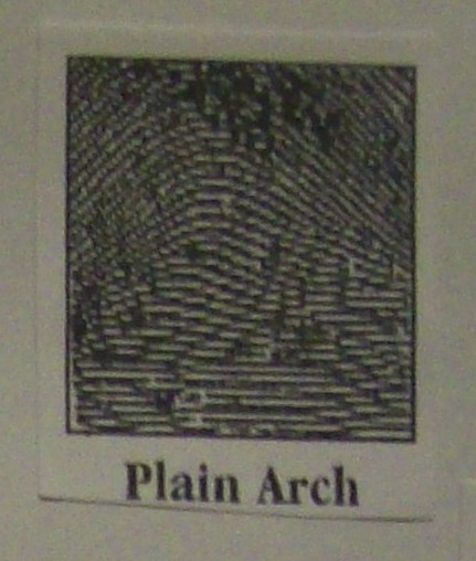 [plain+arch.jpg]