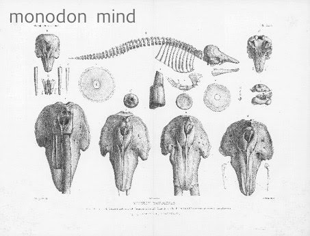 monodon mind