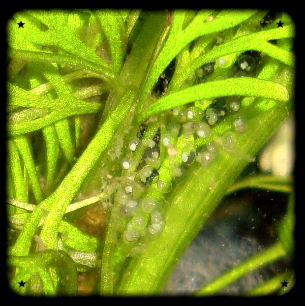 Bienvenue dans notre aquarium! Plein d