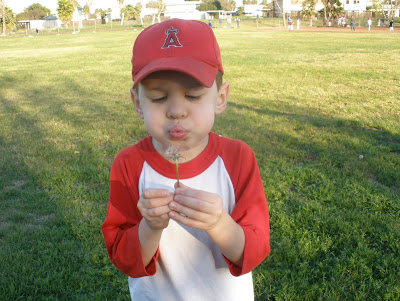 dandelion seed pod, little boy