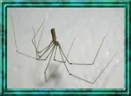 [daddy%20%20L%20Legsframed15.jpg]