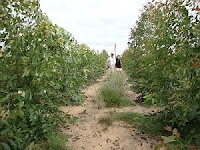 Eucalyptus pellita plantation