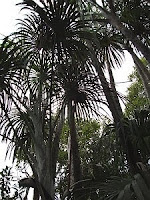 Fan palms in the rain forest