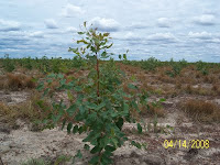 Freshly planted field of Eucalyptus pellita