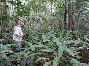 Investing in Tropical Trees: How much carbon does a tropical tree