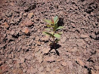 Tropical tree planted in ferrous-oxide rocks