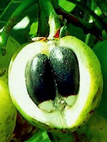 Jatropha curcas seeds inside fruit