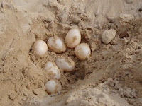 River Turtle Eggs at La Pedregoza