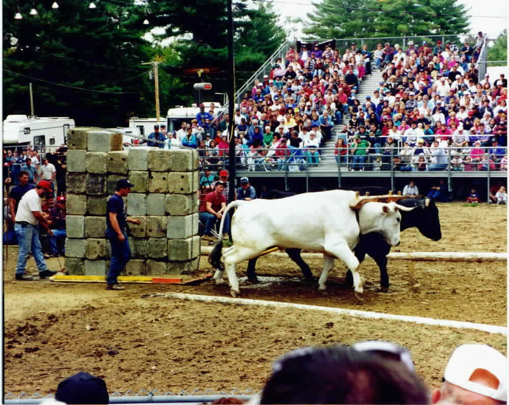 Pulling Oxen