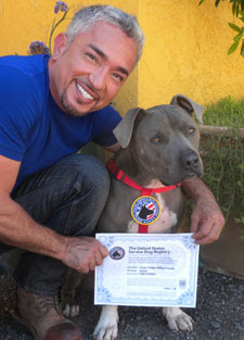 Psychiatric Service Dog Certification Test Psychiatric Service Dog Certification Test