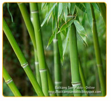 [Bamboo.jpg]