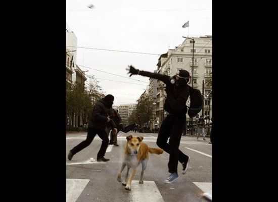 greek riot dog