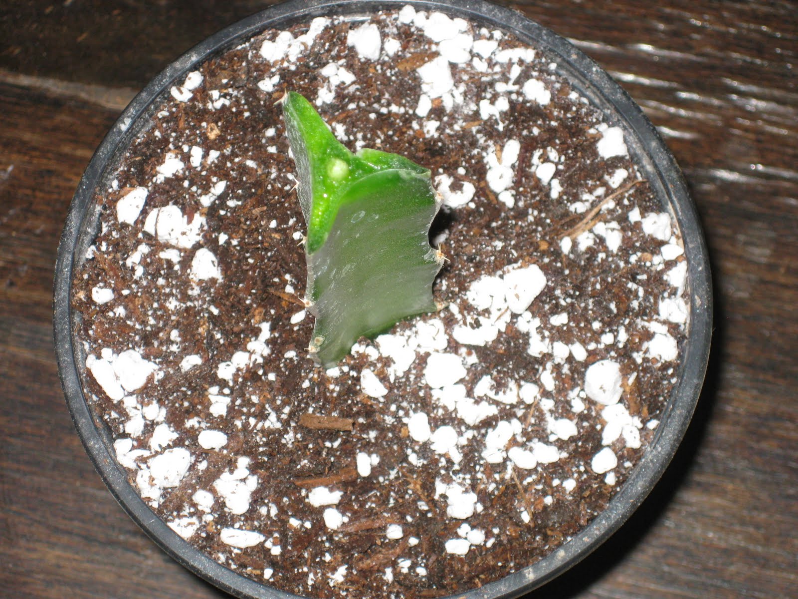 Edible Tropicals How to Propagate Dragonfruit by cuttings Edible Tropicals How to Propagate Dragonfruit by cuttings