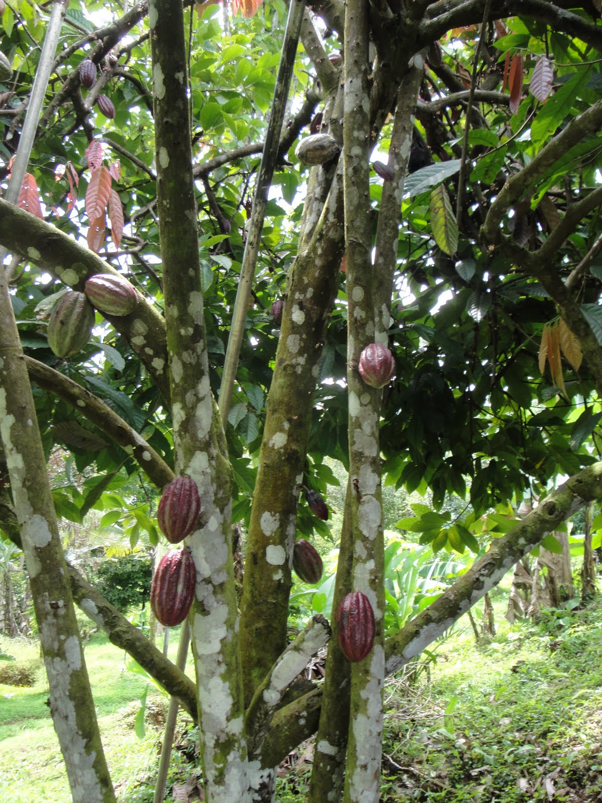 Edible Tropicals July 2010