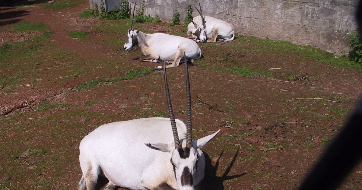 Geneflow Outbreeding Depression In Arabian Oryx