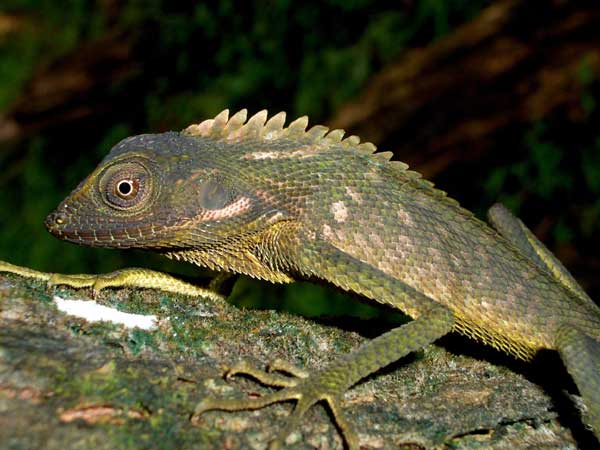 Foto Iguana dan Bunglon Foto Iguana dan Bunglon