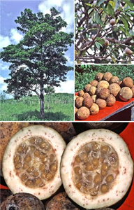 Árvore e o Fruto do Jenipapo