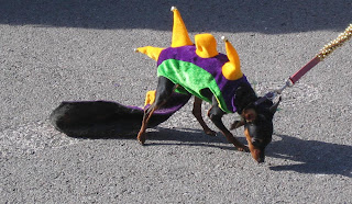 Dog in dragon costume that looks a little tight in the inseam.