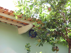 Cronica Do Meu Interior A Rola Com O Tucano