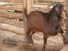 kalahari boer