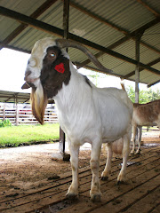 BOER JANTAN