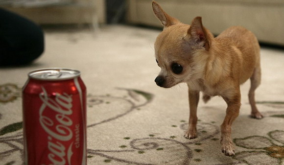 smallest dog in the world