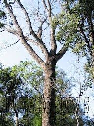 Enterolobium contortisiliquum