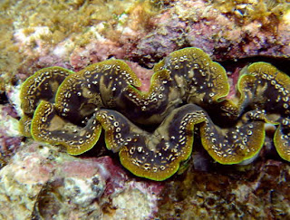 หอยมือเสือ