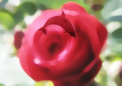 ภาพลวงตา ดอกกุหลาบ(Rose Illusions)