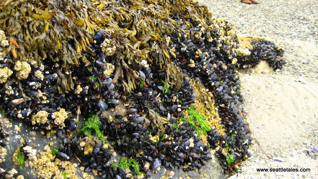 Penn Cove Mussels