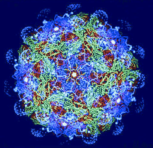 Epstein-Barr Virus Mononucleosis Epstein-Barr Virus Mononucleosis