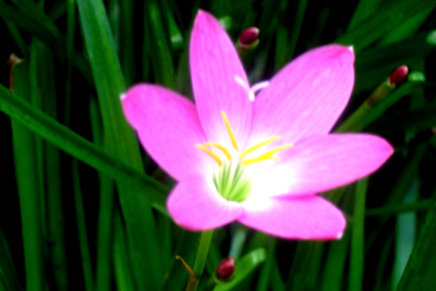 Matt�s Samoa Blog Guest Contributor Luisa