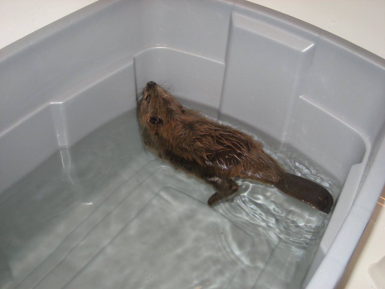 Nebraska Wildlife Rehab Wildlife Rehabilitation and Education Meet