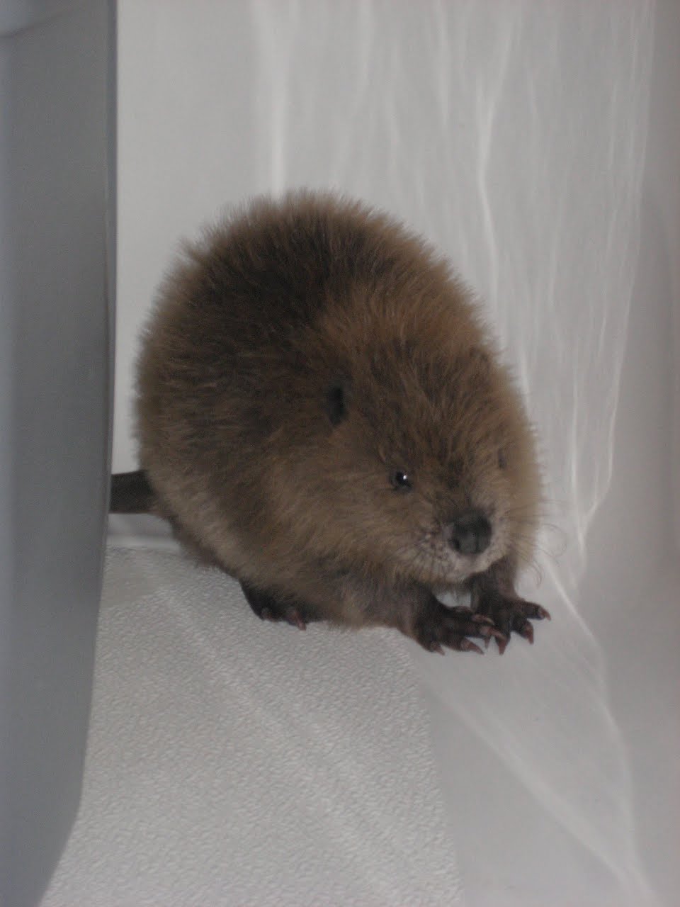 Nebraska Wildlife Rehab Wildlife Rehabilitation and Education Meet