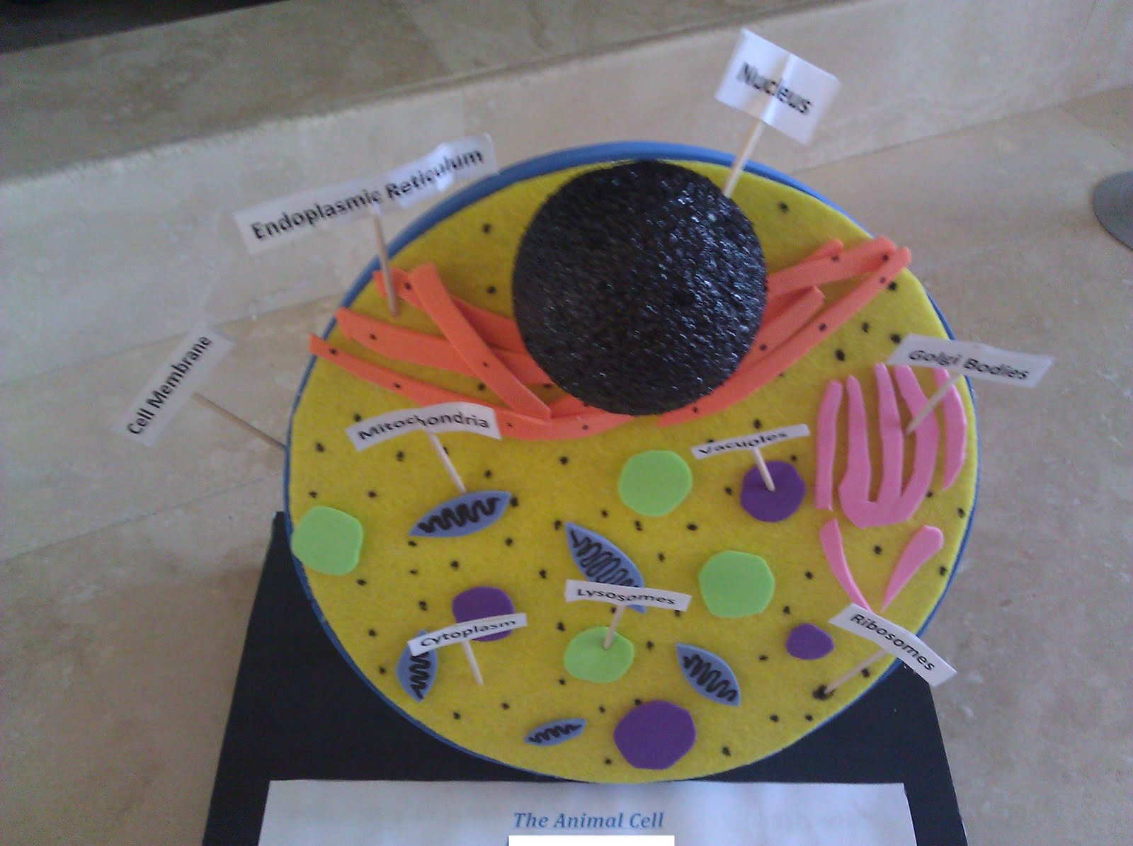 3d cell project This video shows you step by step instructions to make a neat animal cell model for your elementary school project or assignment how to make an animal cell model easily 3d animal cell . 3d cell project This video shows you step by step instructions to make a neat animal cell model for your elementary school project or assignment how to make an animal cell model easily 3d animal cell .