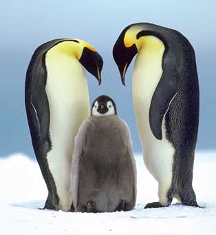 [antarctica+penguin.jpg]