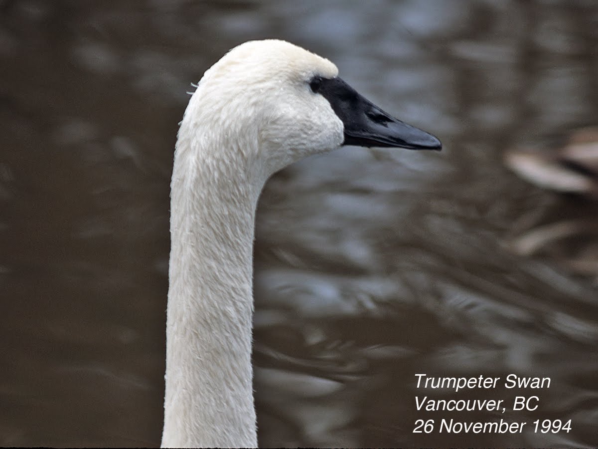 [Cygnus+buccinator+(DP)1.jpeg]