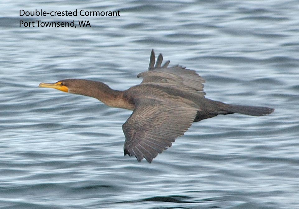 [Double-crested+Cormorant+37133a.jpg]