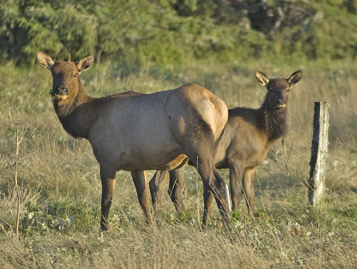 [Elk+47222.jpg]