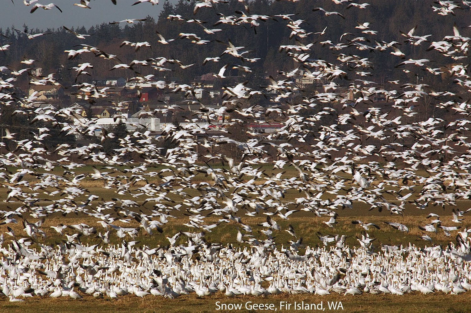 [Snow+Goose+9009.jpg]