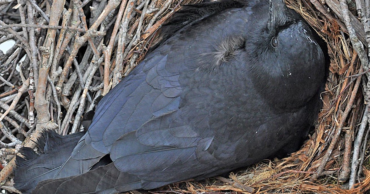 Northwest Nature Notes A CROW FAMILY