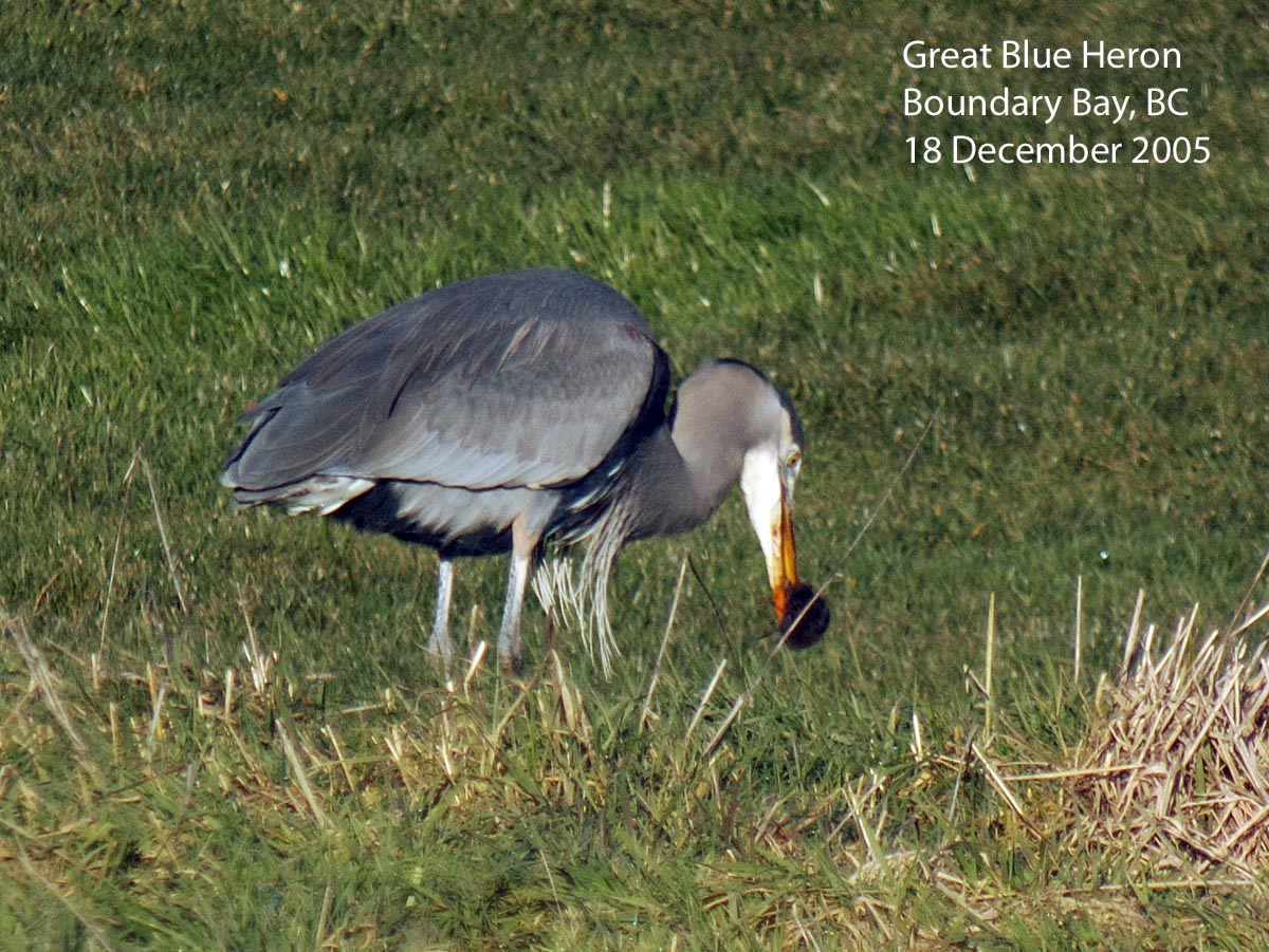 Northwest Nature Notes CRANES AND HERONS