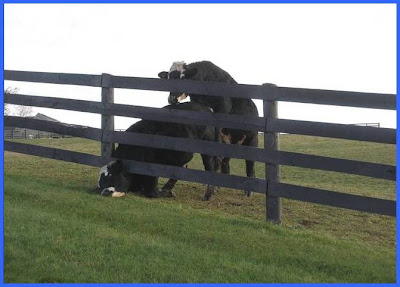 2 cows