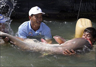 Mekong+giant+catfish