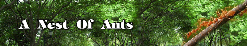 A  Nest  Of  Ants