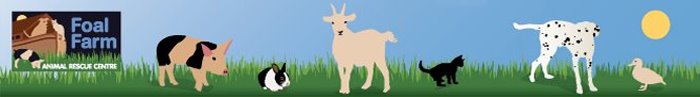 Foal Farm Blog